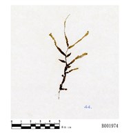 藏品(短枝擬平苔)的圖片